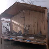 فروش قفس چوبی بزرگ