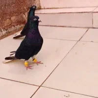 پرنده دم سفید