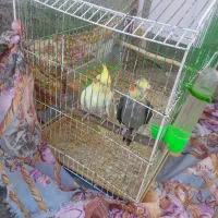 عروس هلندی