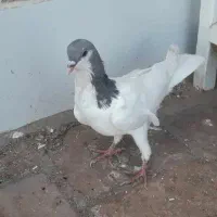 خوشرنگ
