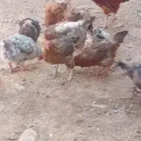 مرغ و خروس ولایتی|حیوانات مزرعه|میان جلگه, |دیوار