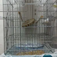 عروس هلندی کاملا خانگی صحیح وسالم|پرنده|ری, علایین|دیوار