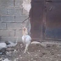 حیوانات مزرعه