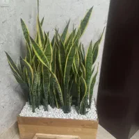 تولید فروش‌انواع‌گل‌گیاه‌‌‌ آپارتمان باغچه‌ای‌نهال