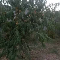 فروش-باغ-انواع-میوه-باآب