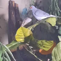 کبوتر خانگی