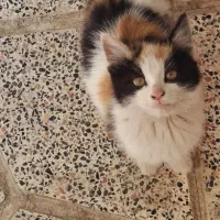 گربه گم شده