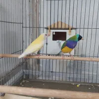 فنج گلدین مولد کارداده روتخم