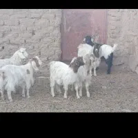 بزغاله دورگ بره ماده موتورلیفان خشک اگهی درست بخون|حیوانات مزرعه|گزیک, |دیوار