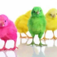 پخش جوجه رنگی