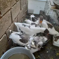 غاز محلی بزرگ و سالم و تخم گذار