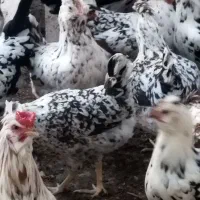 تخم مرغ|حیوانات مزرعه|شهرضا, |دیوار