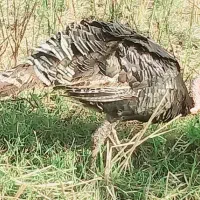 بقلمون نر معاوضه با ماده شاقاجی