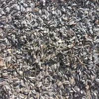 فروش تخمه آفتابگردان کانادایی|خوردنی و آشامیدنی|دهگلان, |دیوار