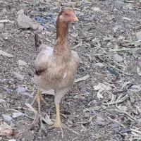 یک عددمرغ لاری ویک عددمرغ سلطان بفروش میرسد|حیوانات مزرعه|محمدشهر, یزدیها|دیوار