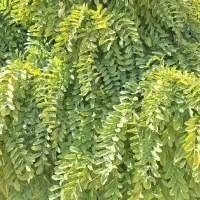 فروش باغشهر صدرا بوستان اهلبیت|فروش زمین و ملک کلنگی|شیراز, باغشهر اهل بیت|دیوار
