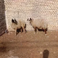 گوسفند
