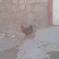مرغ و خروس فروش