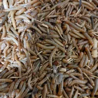 بستههای میلورم زنده|لوازم جانبی حیوانات|اهواز, دانشگاه چمران|دیوار