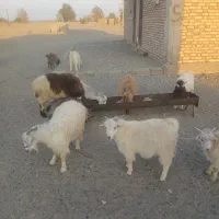 کهره وبره فروشی