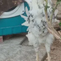 مرغ محلی و غاز|حیوانات مزرعه|مرودشت, شهرک بسیجیان|دیوار