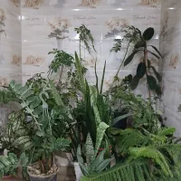 با سلام تعدادی گل طبیعی به فروش می رسد
