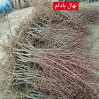 فروش انواع نهال عناب و زرشک و انگور تضمینی