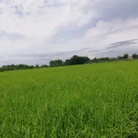 زمین کشاورزی