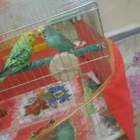 مرغ عشق نیمه اهلی|پرنده|تبریز, |دیوار