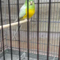 اوازه خان رزیلا|پرنده|آبسرد, |دیوار