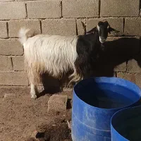 بز ابستن|حیوانات مزرعه|امیدیه, |دیوار