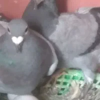 کبوترپلاکی وجوجه|پرنده|ایذه, |دیوار