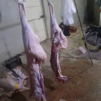 گوشت بره کبابی ۶۹۰