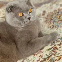 اسکاتیش لیلاک نر جهت جفت اصیل وارداتی قلدر