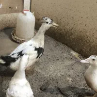 اردک اسرائیلی جوجه|حیوانات مزرعه|کرج, شهرک یاس جنوبی|دیوار