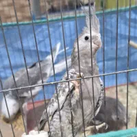 جفت عروس هلندی مولد با جوجه