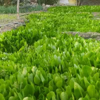 رخمه کاهو درجه یک آماده کاشت