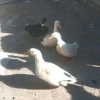 اردک نر وماده|حیوانات مزرعه|سیوان, |دیوار