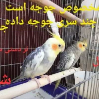 تعداد زیادی عروس هلندی نر و ماده سخنگو و دستی|پرنده|کرج, کلاک نو|دیوار