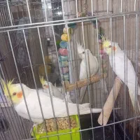 ۴ تا عروس هلندی با قفسش