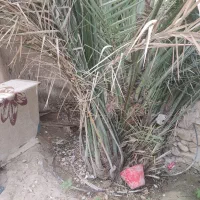 پاجوش نخل محمد خلیلی