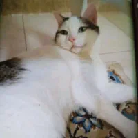 واگذاری گربه DHS