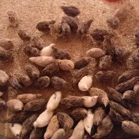 فروش فوری بلدرچین تخم گذار سالم