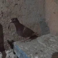 سرخ کاکولی درشت