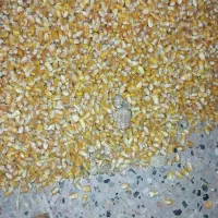 ذرت دامی برزیل درجه یک|لوازم جانبی حیوانات|فردوس (خراسان), |دیوار