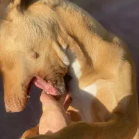 پیتبول فروشی|سگ|کرمان, |دیوار