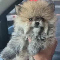 پامر ۶۰ روزه با اصالت