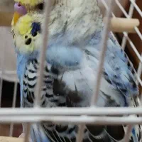 پرنده|پرنده|رشت, کاکتوس|دیوار