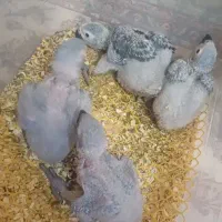 جوجه کاسکو دم قرمز
