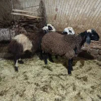 ۳راس بره نر،بز و بزغاله فروشی